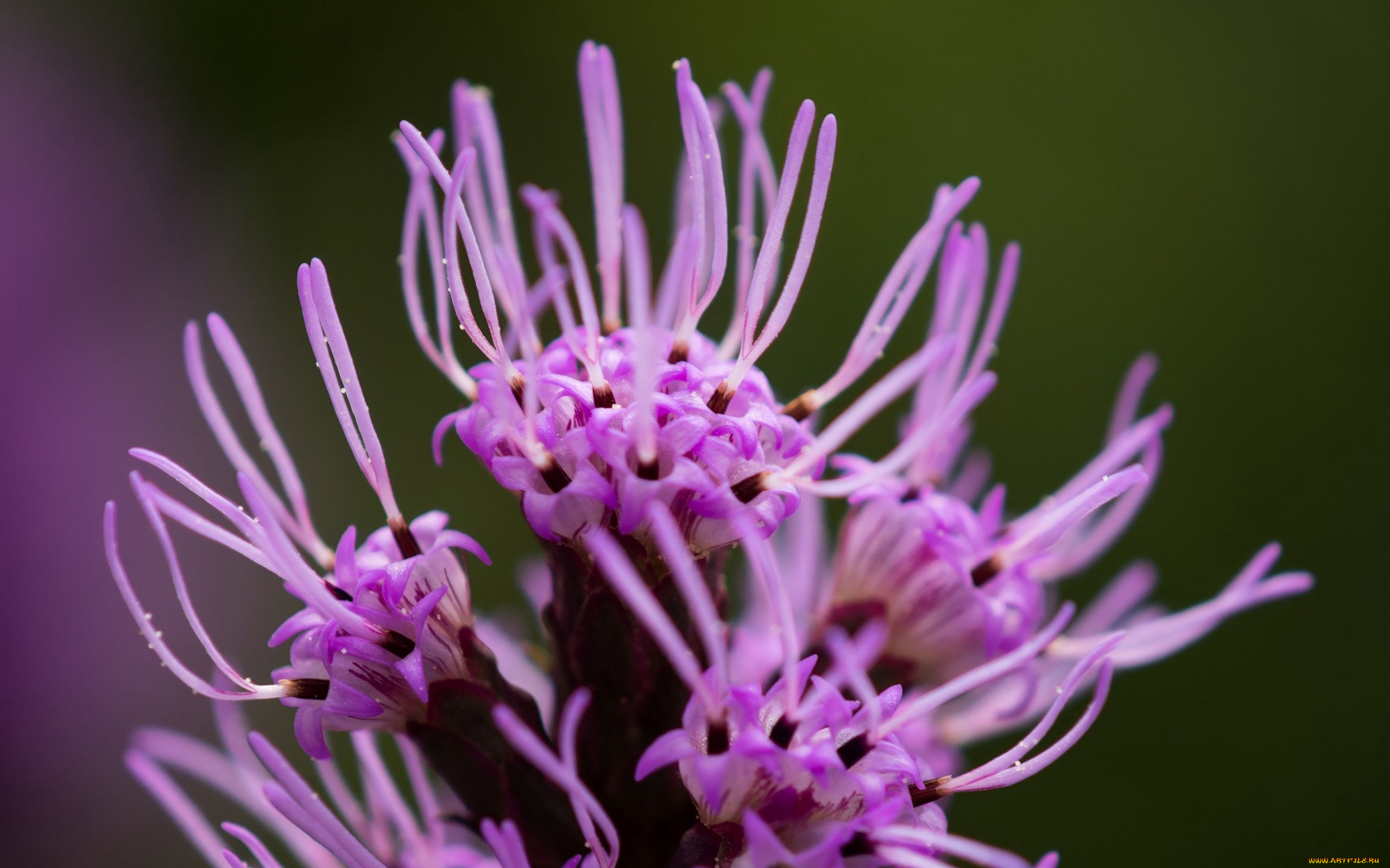 liatris, , 